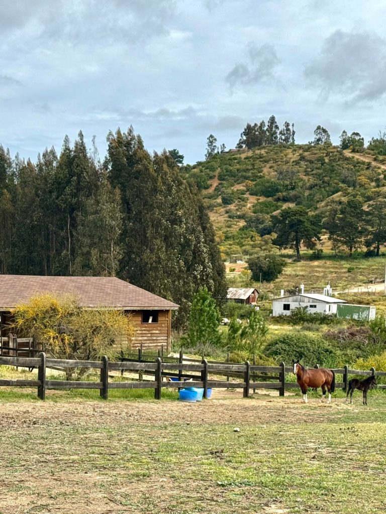 Imagen de WhatsApp 2025 11 12 a las 16.50.17 565ab061